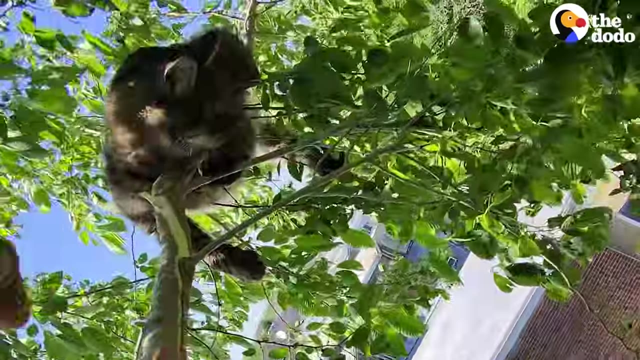A fluffy dark cat clings to thin, leafy branches high up in a tree against a blue sky.