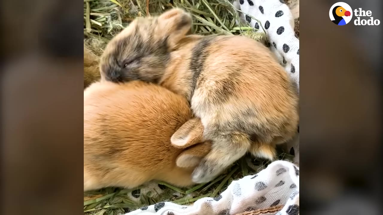 Two small, furry baby rabbits cuddling together asleep on a bed of green hay next to a white cloth with black polka dots.