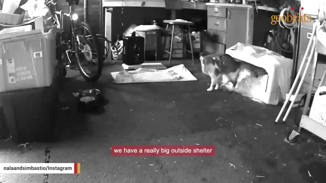 A black and white security camera view of a cat entering a large covered shelter inside a garage or shed.