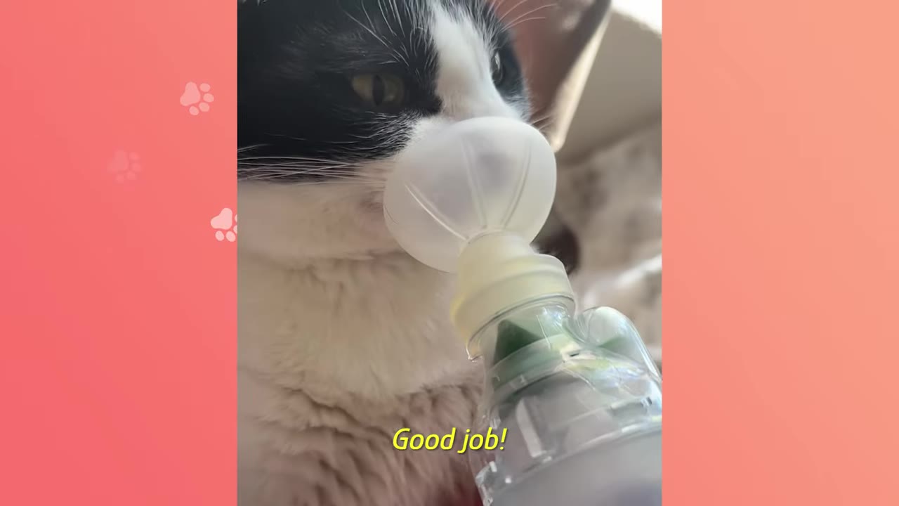 A close-up of a black and white cat wearing a small plastic inhaler mask over its nose and mouth.