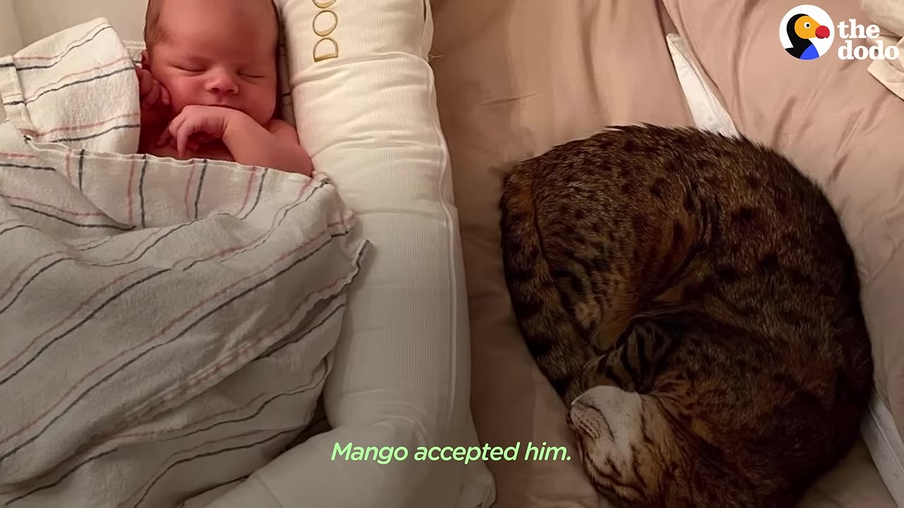 A newborn baby sleeps wrapped in a striped blanket next to a curled-up tabby cat on a bed.