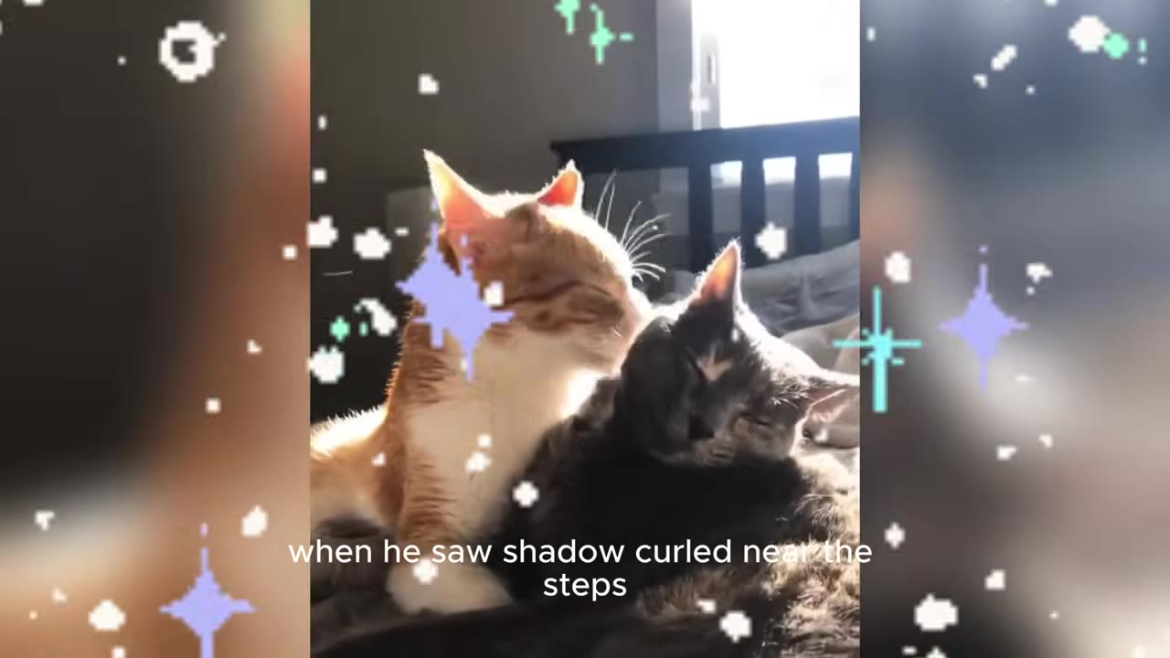 An orange and white cat sits next to a grey cat, gently nuzzling its head.