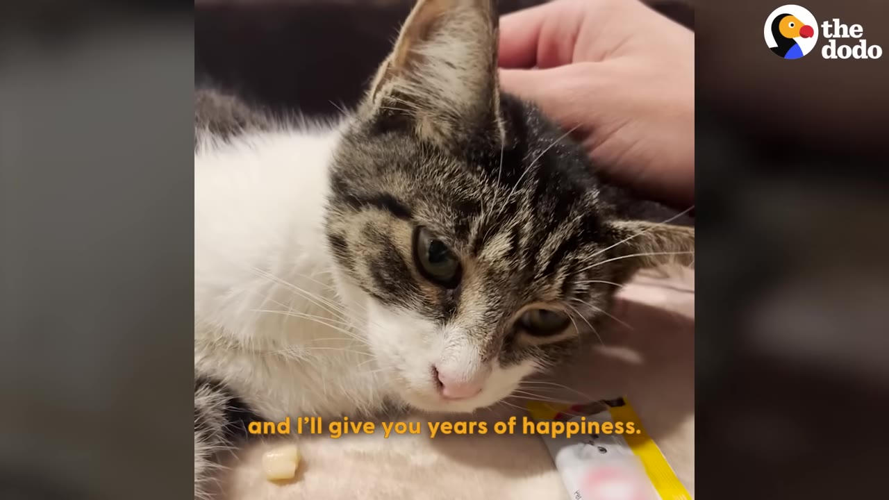 A close-up of a tabby and white cat lying down as a hand gently pets its head, with the subtitle 'and I'll give you years of happiness.' on the screen.