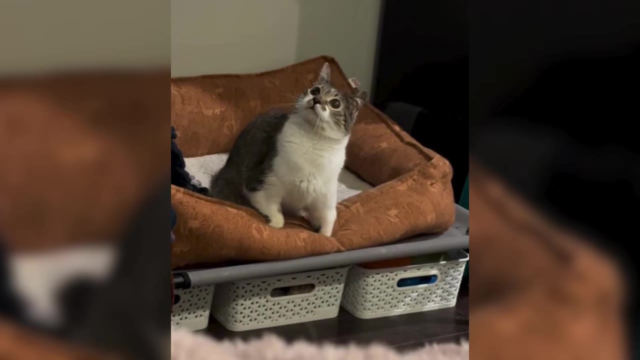 A brown and white tabby cat with wide, round eyes sits in a brown pet bed, looking upwards with an alert expression.