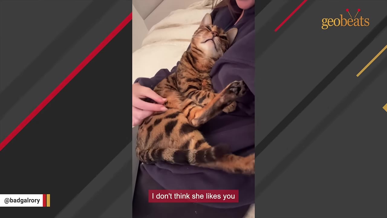 A Bengal cat lies on its back in a person's lap, with a subtitle reading 'I don't think she likes you'.