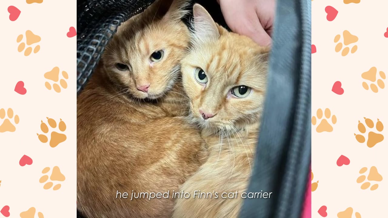 Two orange cats snuggled close together inside a pet carrier, looking comforted.