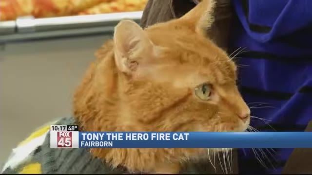 A close-up of an orange cat named Tony wearing a small sweater, featured on a news broadcast.
