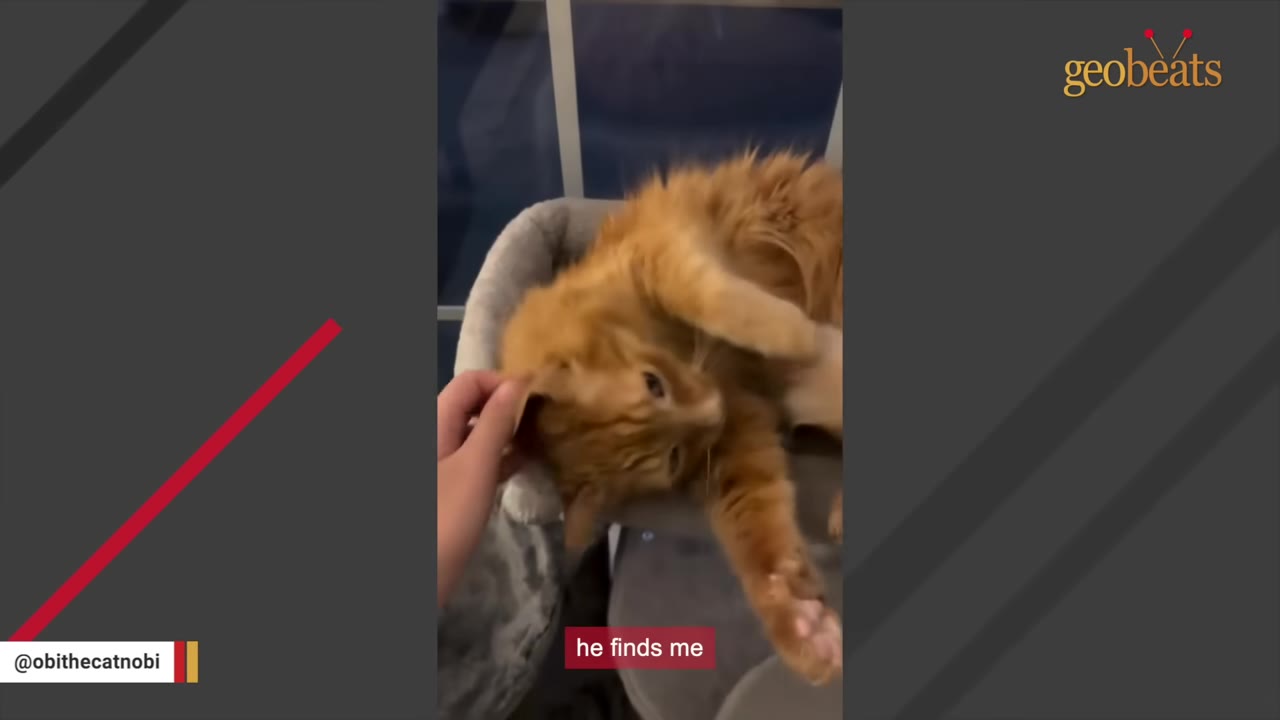 An orange long-haired cat lying on a grey cat tree looks up as a person's hand gently pets its head.