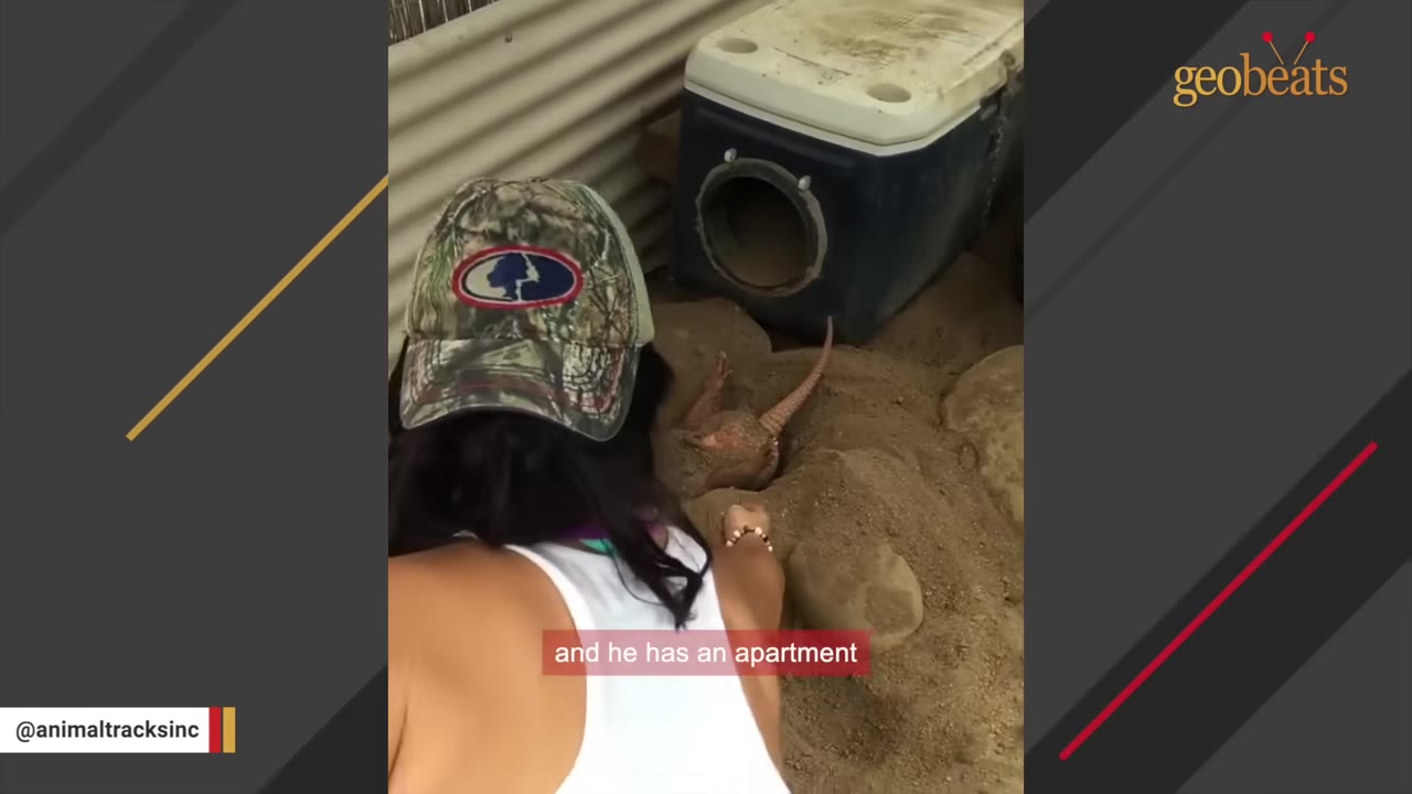 An armadillo lies in a sandy enclosure next to a blue cooler modified into a shelter, while a person in a camouflage cap watches.