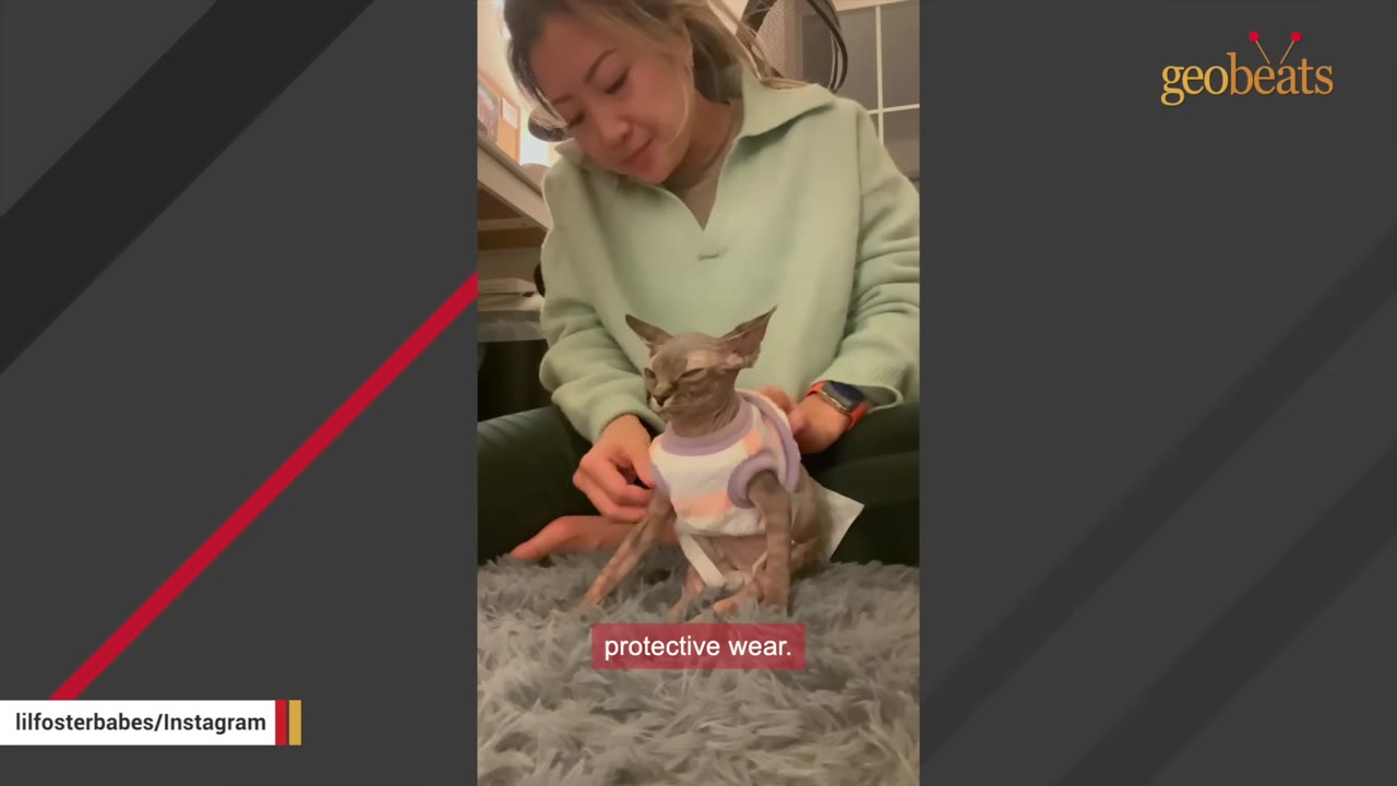 A woman adjusts a custom protective shirt and diaper on a hairless cat sitting on a grey shag rug.