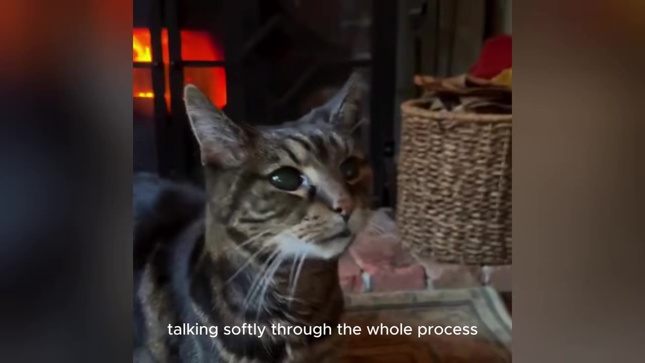 A close-up of a tabby cat looking up with a fireplace in the background.