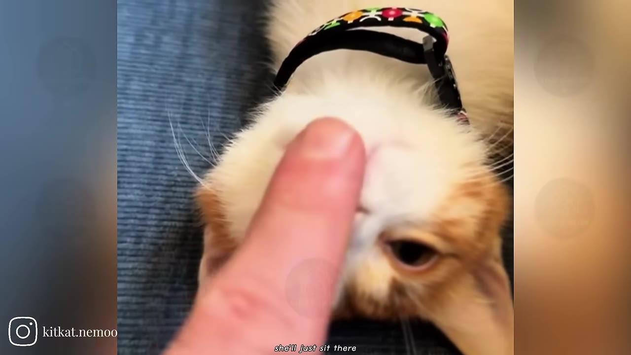 A close-up of a person's finger gently touching the forehead of an orange and white kitten wearing a collar.