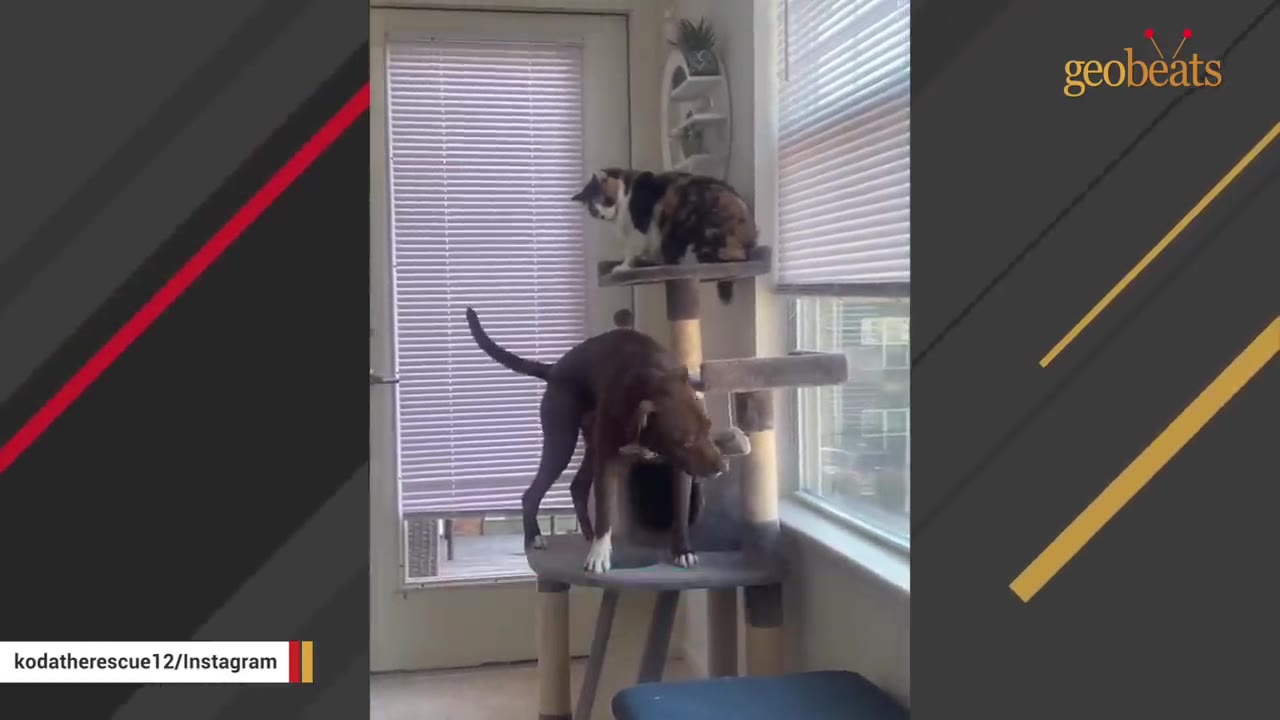 A brown dog stands on the lower platform of a tall cat tree while a calico cat sits on the top platform near a window.