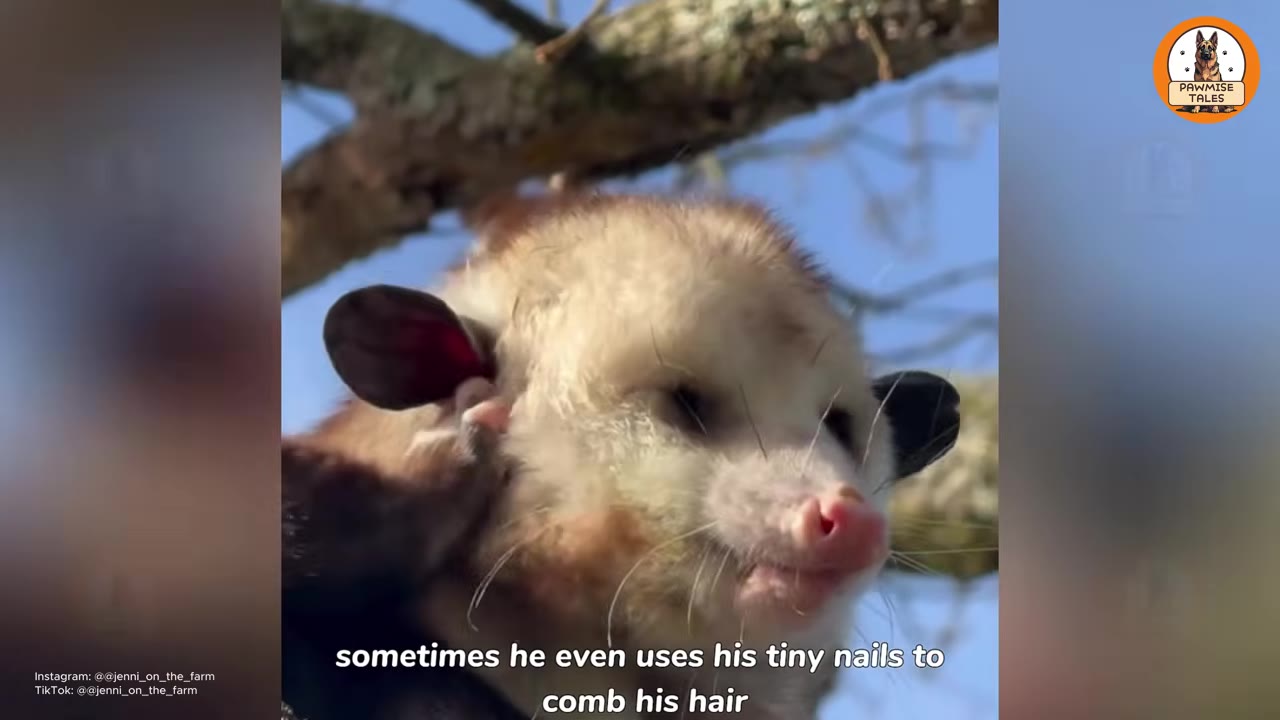 A close-up shot of an opossum perched in a tree, using its small paw to groom the fur near its ear.