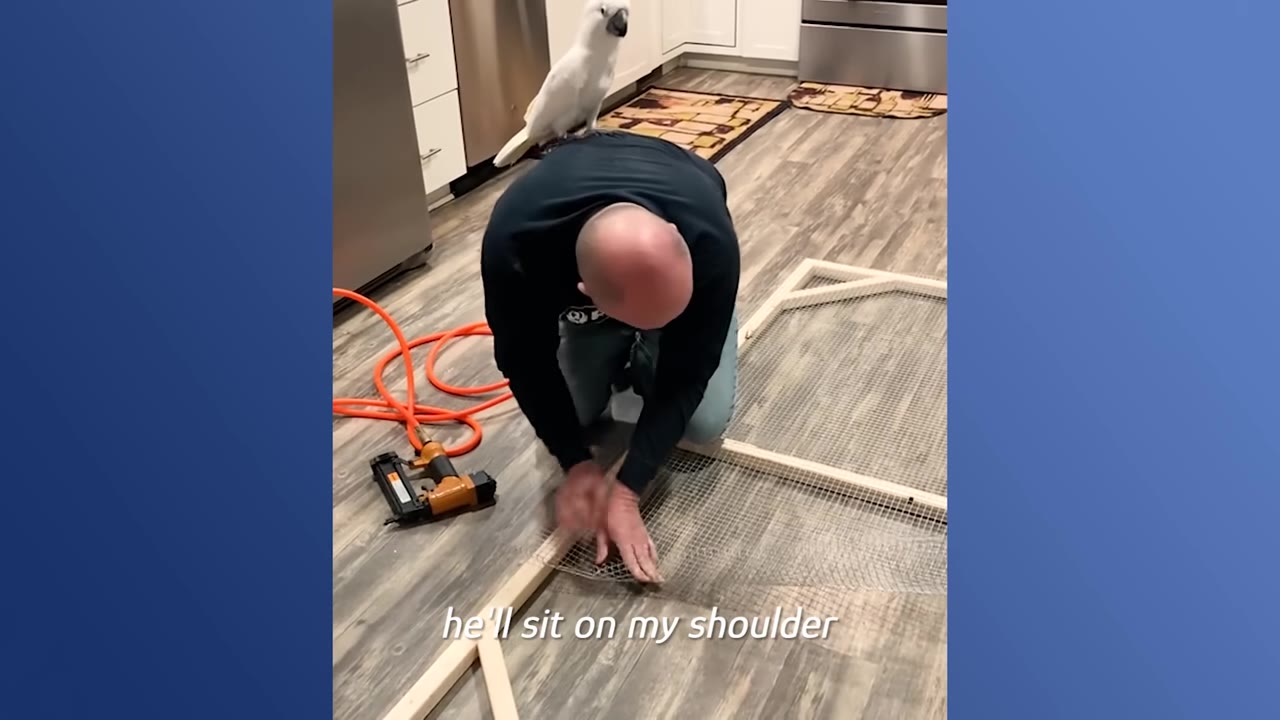 A white cockatoo perched on the back of a man who is kneeling on the floor, working on a wooden frame with wire mesh.