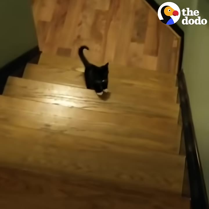 A small black cat with white paws stands on a wooden staircase, looking up towards the top.