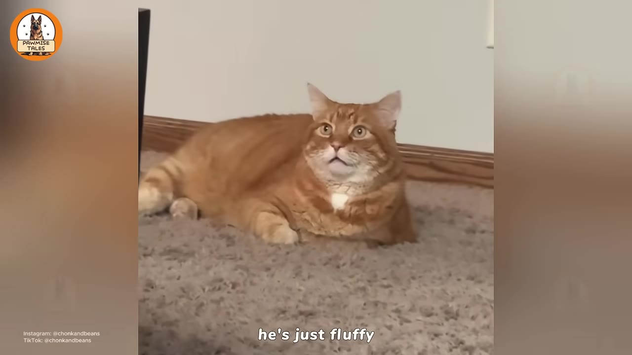 A large, chubby orange tabby cat lying on a grey carpeted floor, looking up with wide eyes, with the text overlay 'he's just fluffy'.