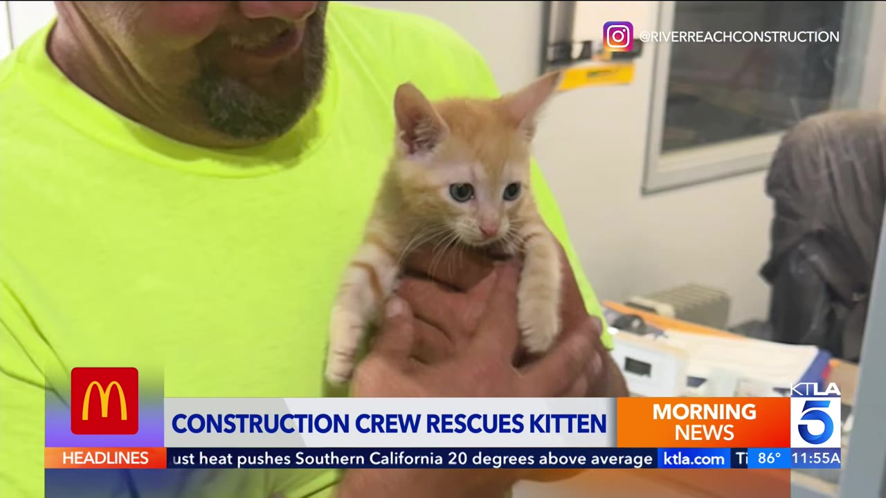 A man wearing a neon yellow shirt holds a small orange kitten in his hands inside an office setting.