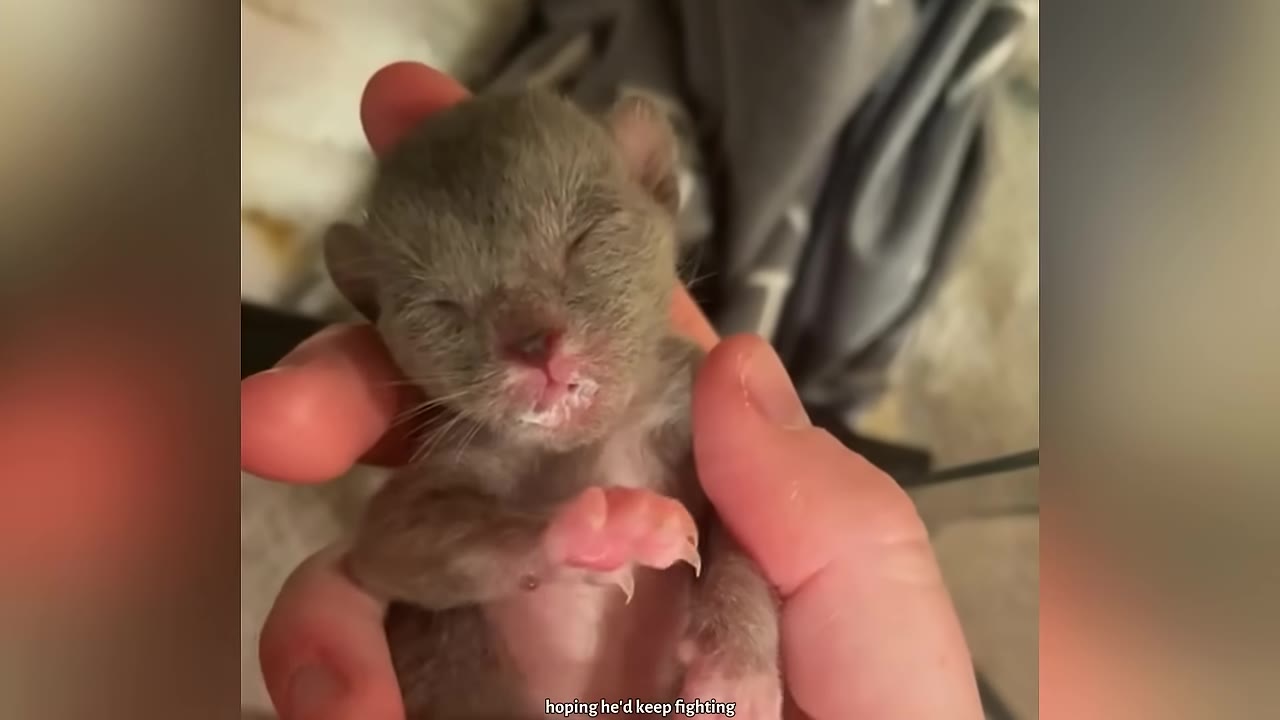 A tiny, newborn grey kitten with closed eyes and milk on its mouth is gently held in a person's hand.
