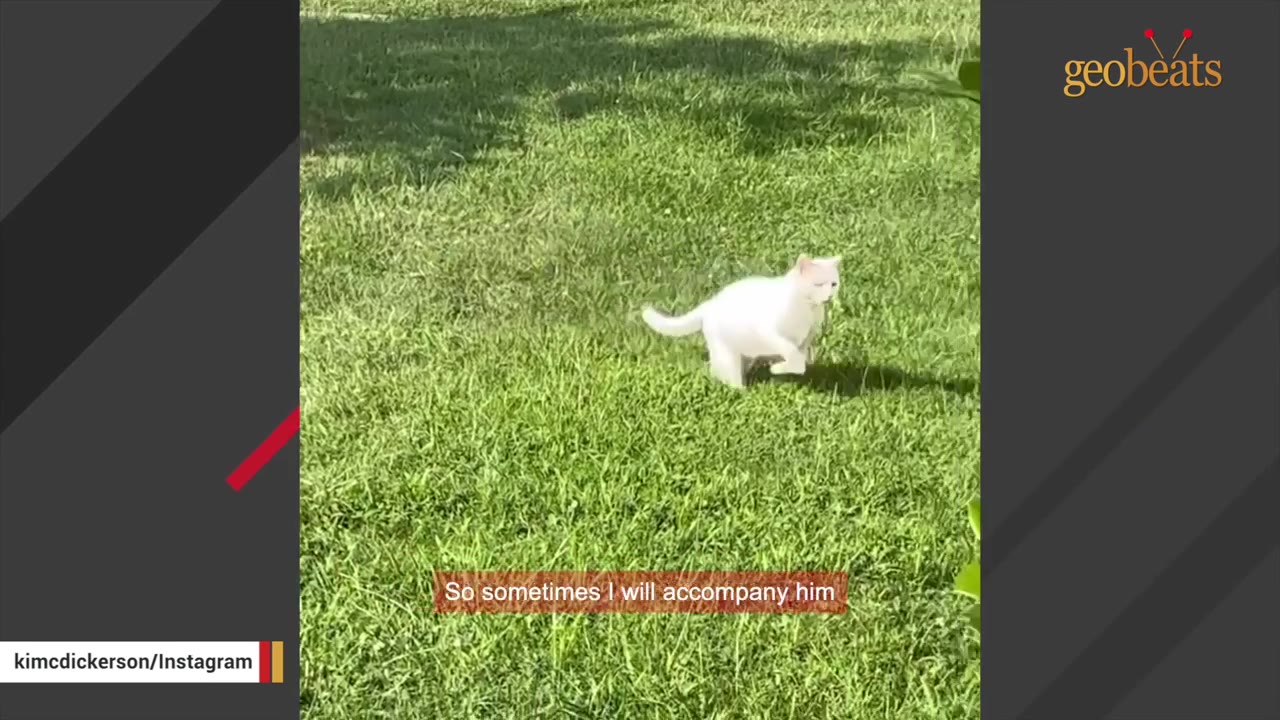 A white cat running playfully across a green grassy lawn.