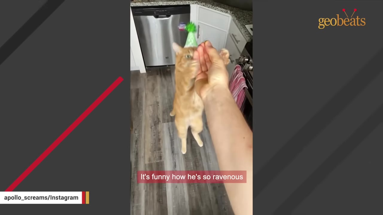 An orange cat wearing a small green party hat stands on its hind legs to gently take a treat from a person's hand.