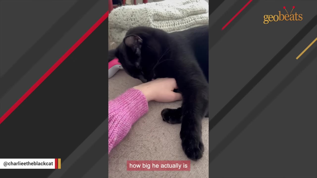A large black cat rests its head and a thick, heavy paw on a person's hand, showing a comparison of its size.