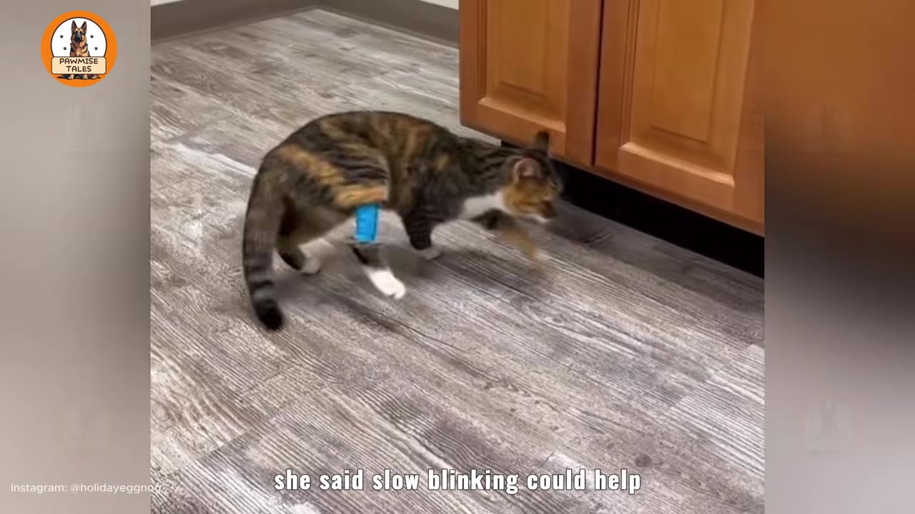 A calico cat with a blue bandage on its front leg walks across a light-colored wood-look floor next to wooden cabinets.
