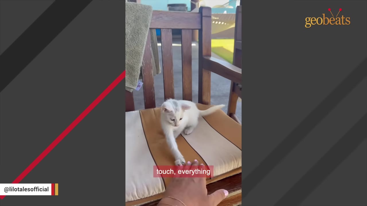 A small white kitten sits on a striped cushion of a wooden chair, reaching its paw out to touch a person's hand.