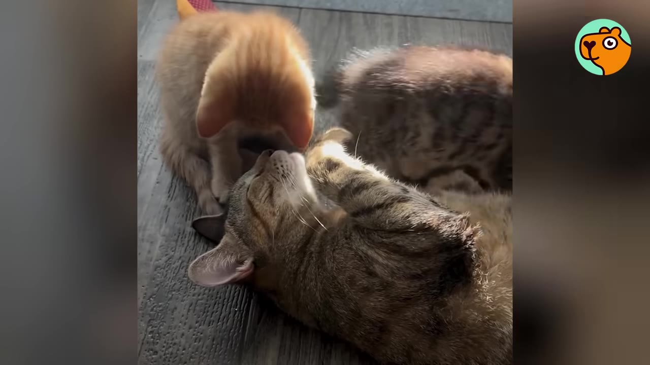 A tabby cat lies on her back on a wooden floor, looking up affectionately as a small orange kitten stands near her head.