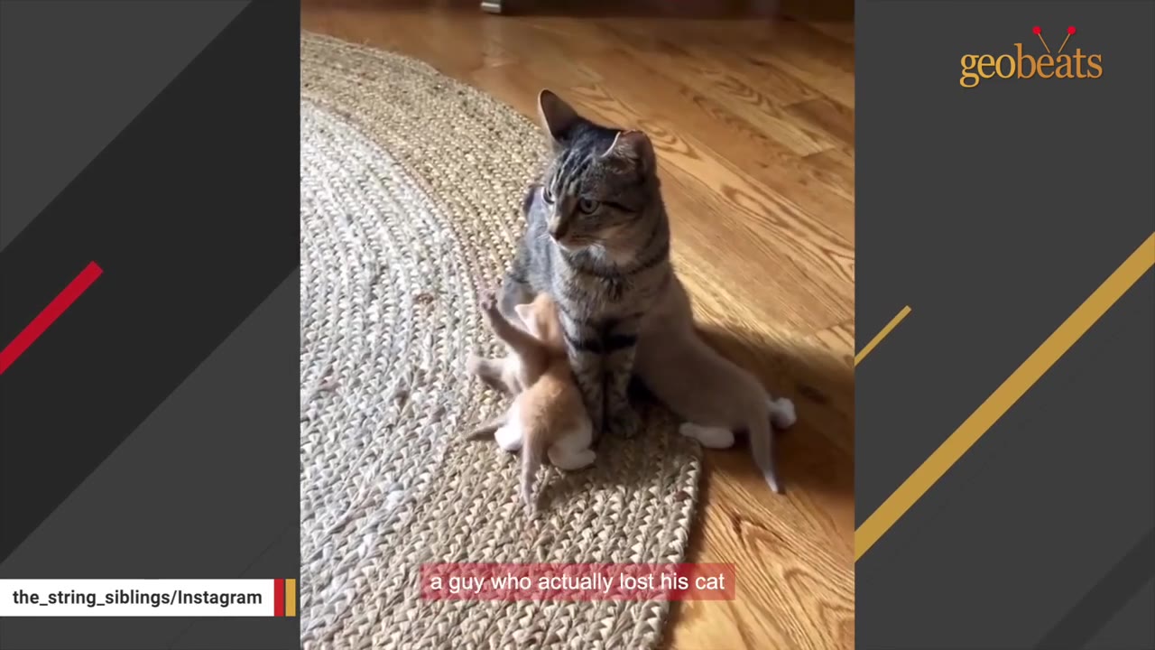 A tabby cat sits on a woven rug with her kittens, looking off to the side.
