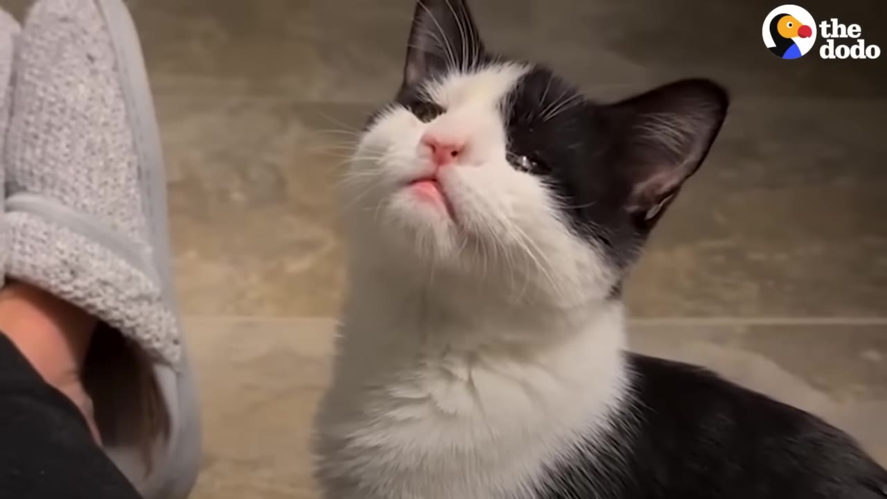 A close-up of a black and white cat looking up with a sweet expression next to a person's leg.