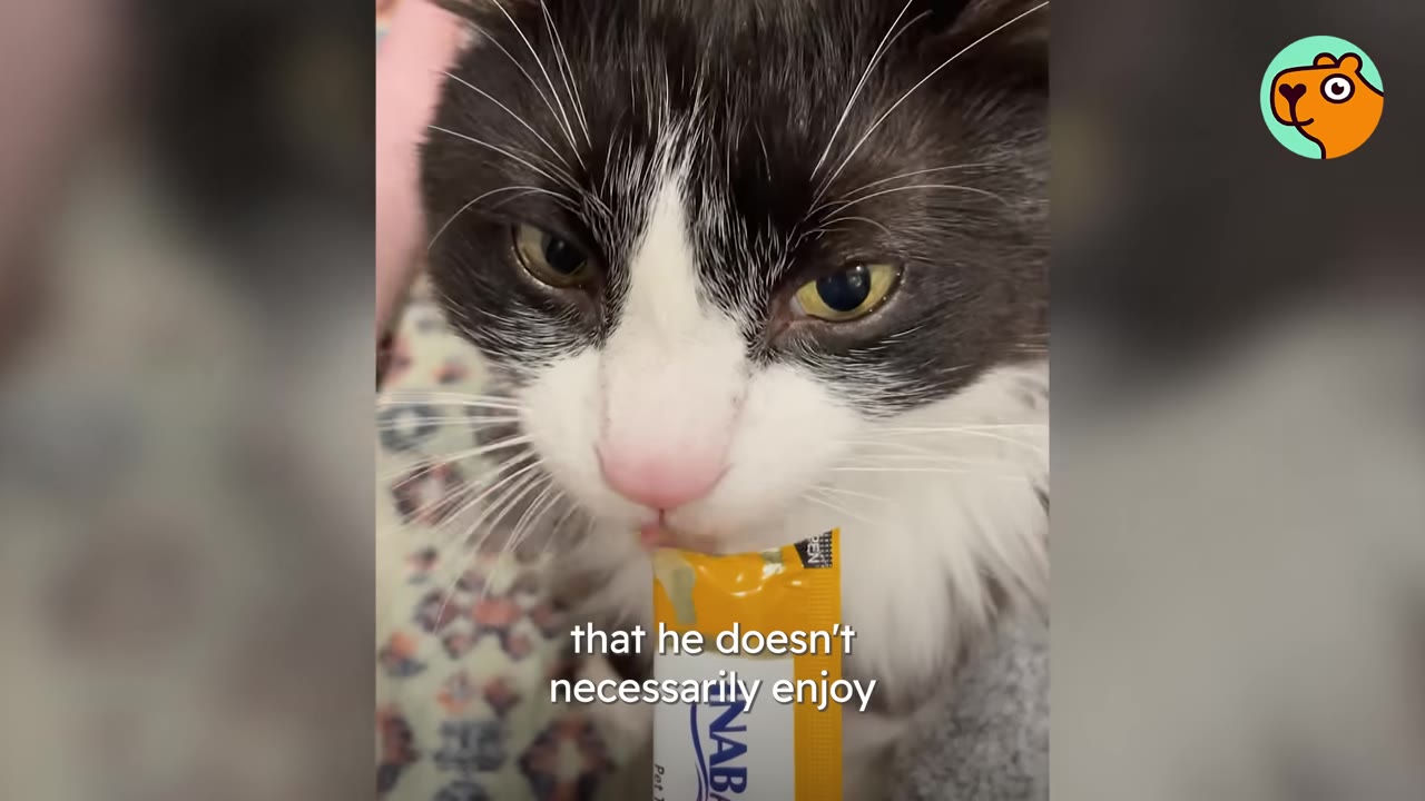 A close-up of a black and white cat licking a treat or medicine from a yellow tube.
