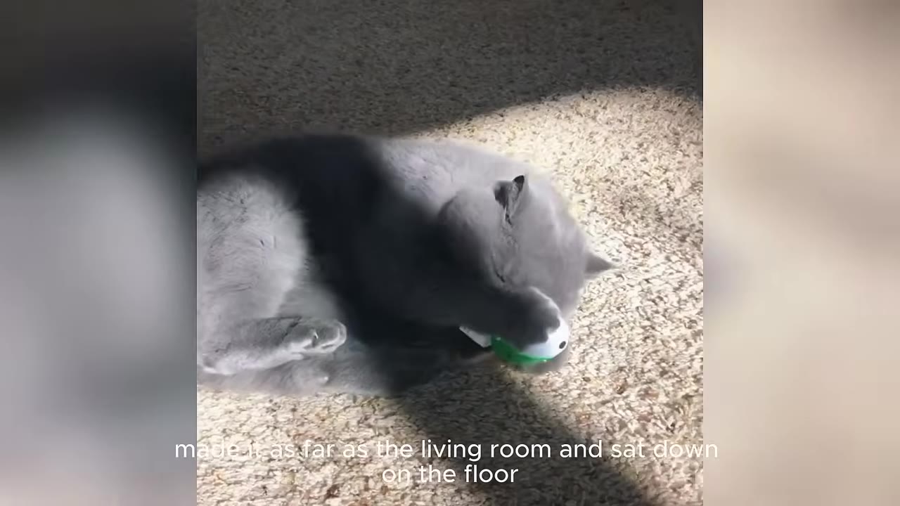 A grey cat lying on a light-colored carpet, covering its face with its paw.