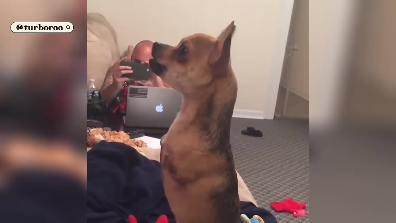A small brown chihuahua-like dog with missing front legs stands upright on its hind legs indoors, looking up.