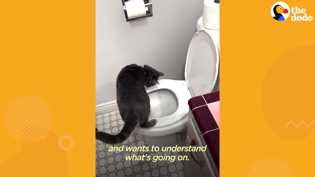 A grey cat stands on the rim of a toilet bowl, peering curiously inside.
