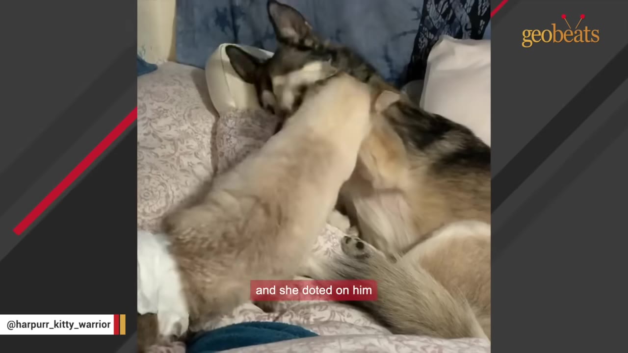 A light-colored cat wearing a diaper cuddles with a grey and white Husky on a bed.