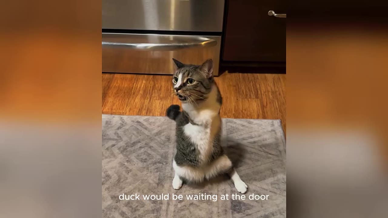 A tabby and white cat with missing front legs stands upright on its hind legs on a rug in a living room, resembling a kangaroo.