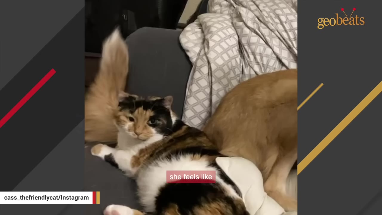 A calico cat lies on a grey couch next to the hindquarters of a lanky orange dog.