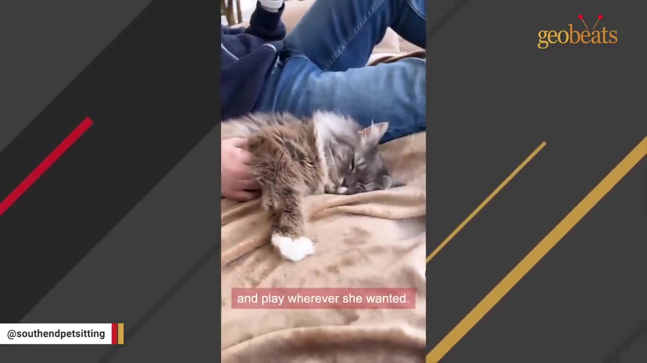 A fluffy grey and white cat lies comfortably on a brown blanket while being gently petted by a person.