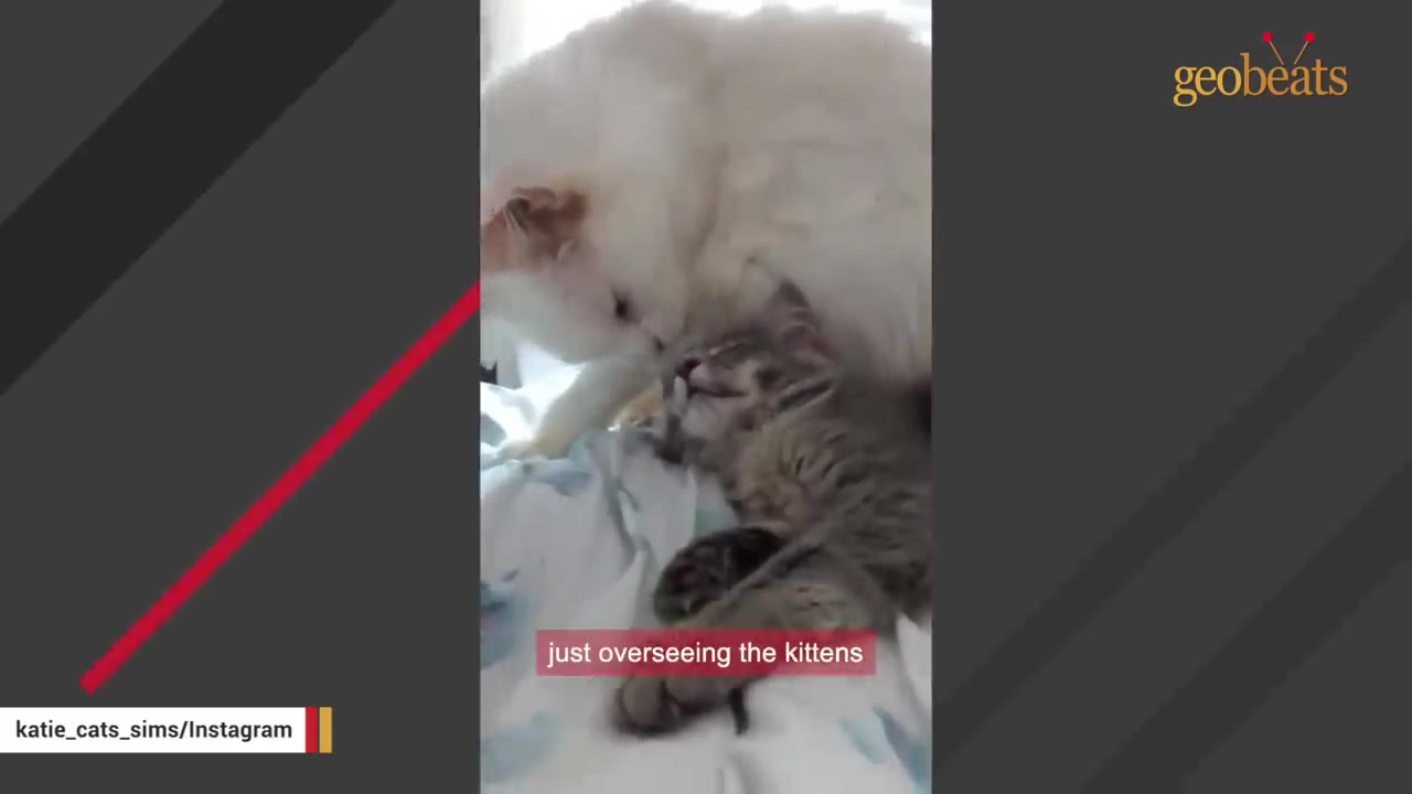 A fluffy white cat gently nuzzles a small grey kitten lying on a bed.