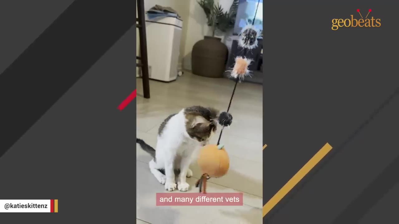 A small white and brown kitten sits on the floor looking down at a toy, with a subtitle that reads 'and many different vets'.