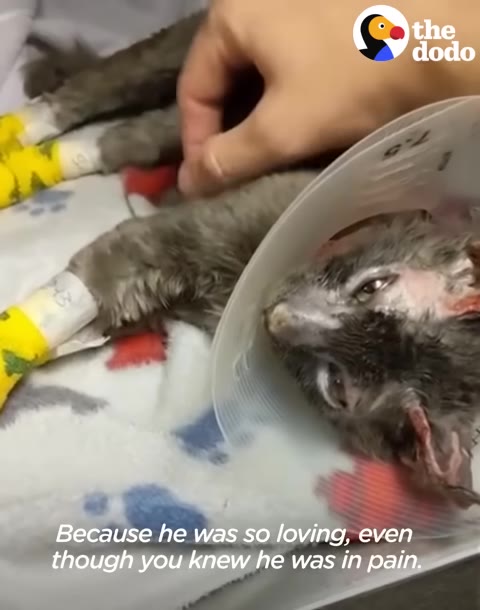 A small grey kitten wearing a plastic protective collar lies on a blanket with yellow bandages on its paws as a hand gently pets its back.