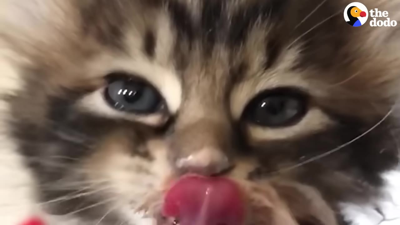 A close-up of a fluffy tabby kitten licking its lips with wet food residue on its nose and mouth.