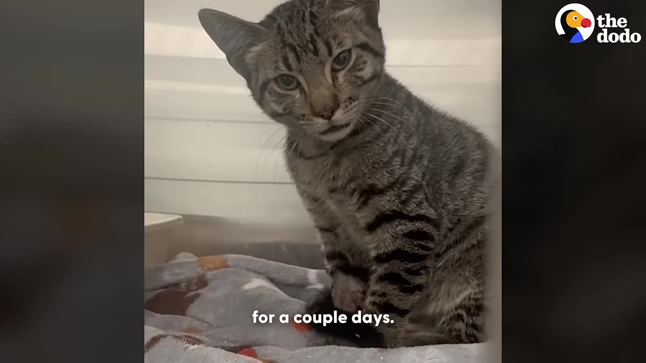 A tabby cat sits on a blanket, looking directly at the camera with a slightly tilted head.
