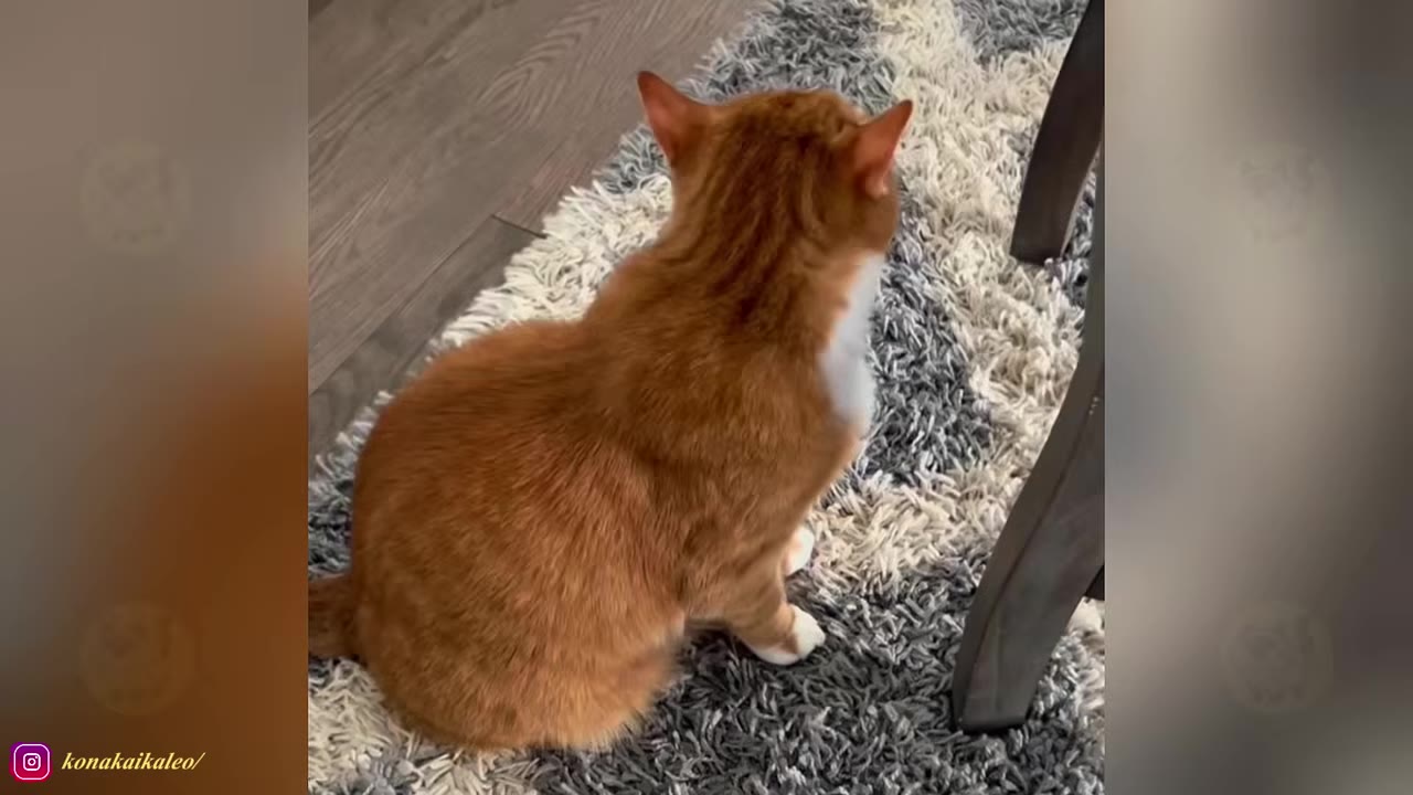 An orange and white cat sits on a grey and white shag rug next to a wooden chair leg, viewed from behind.