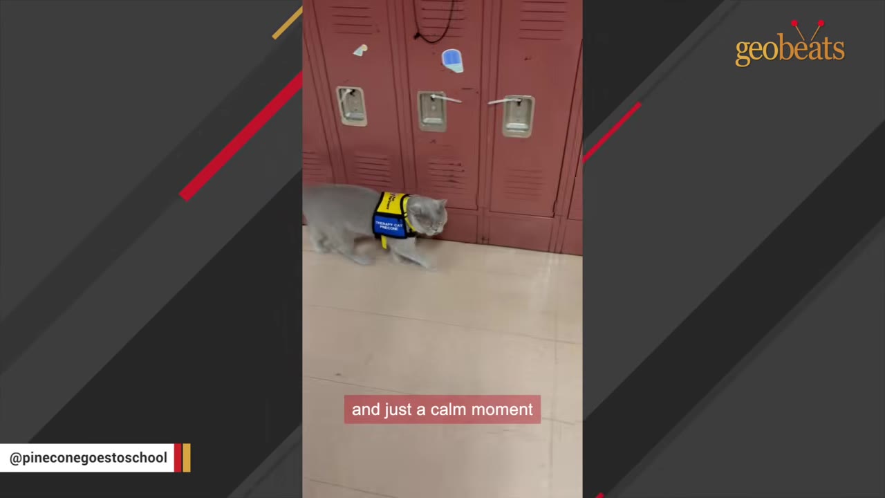 A gray therapy cat wearing a yellow harness walks along a school hallway in front of red lockers.