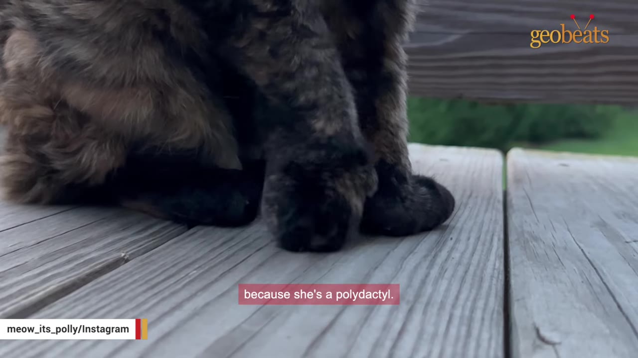 A close-up shot of a tortoiseshell cat's large, polydactyl paws resting on a wooden deck.