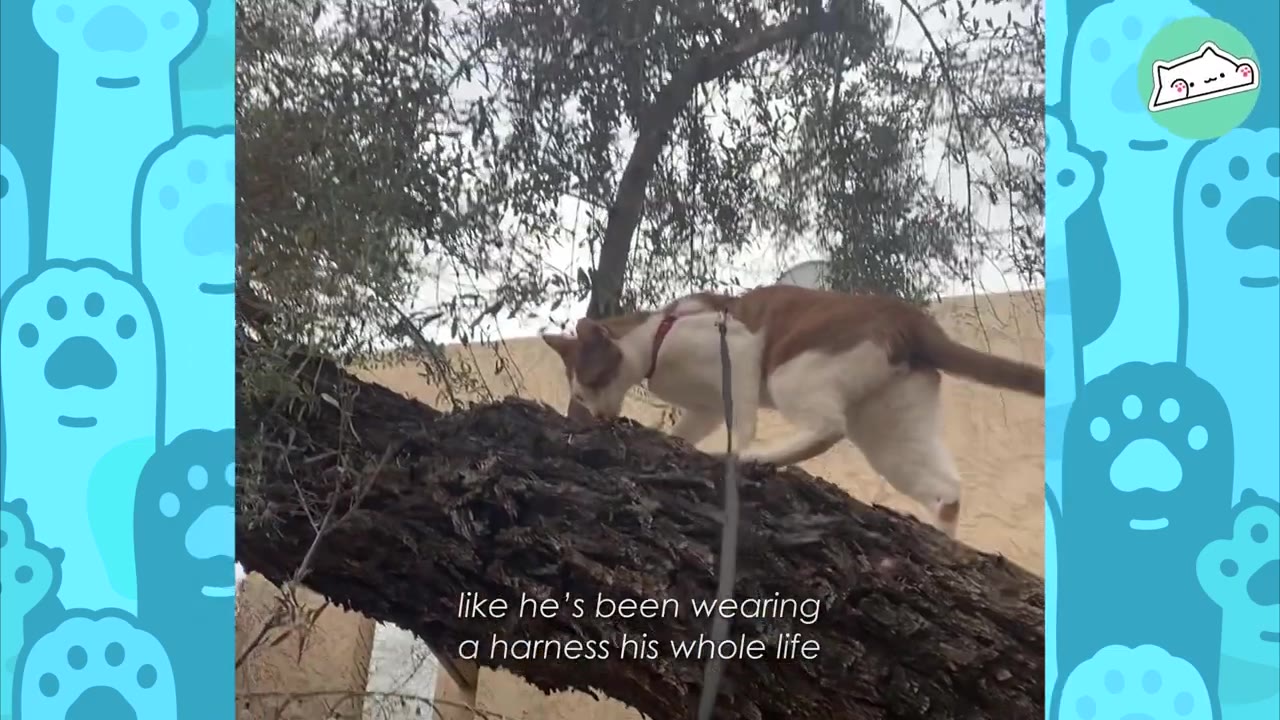 An orange and white cat wearing a red harness and leash climbs up a thick tree branch.