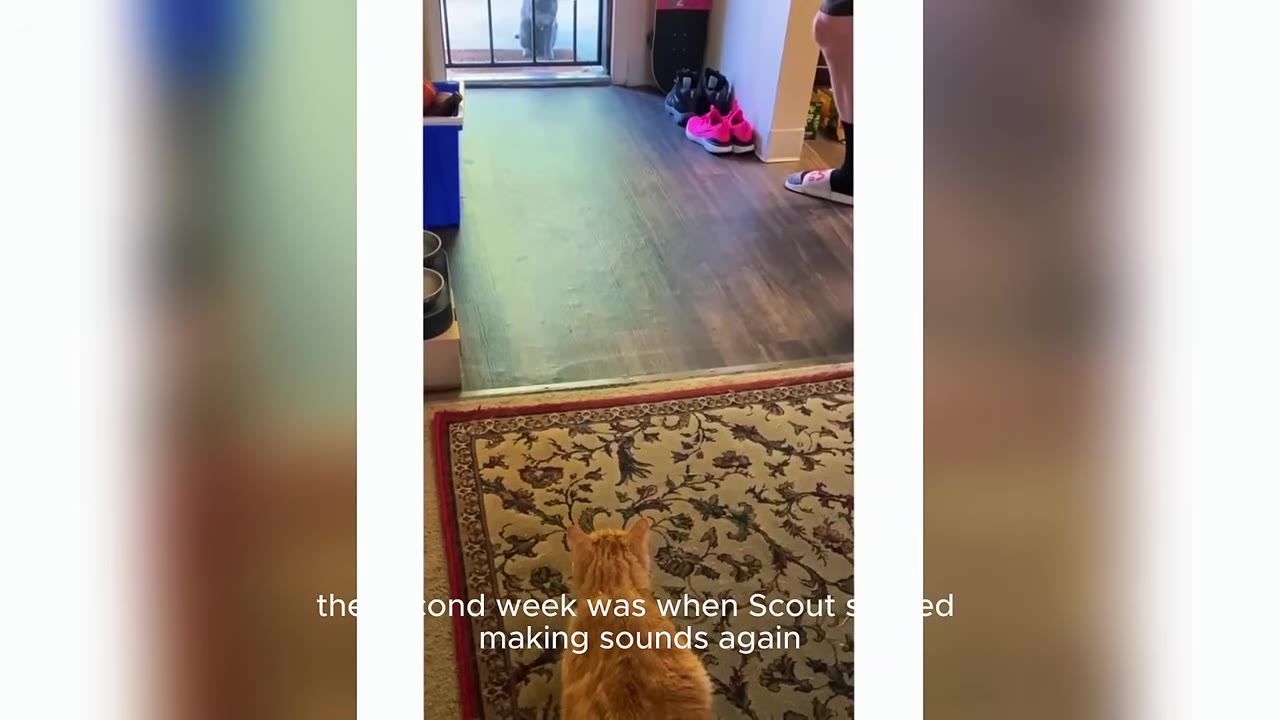 An orange cat sits on a patterned rug, looking down a hallway toward a glass door, with pet food bowls visible on the left near the wall.