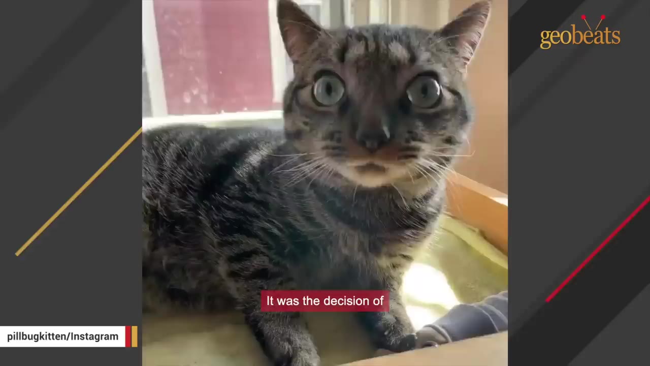A close-up shot of a tabby cat with wide, glassy, unblinking eyes looking directly forward.